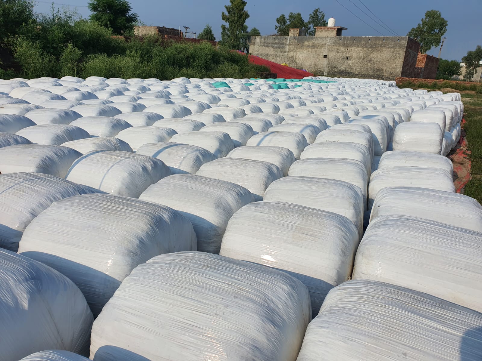 Corn Silage and Wheat straw